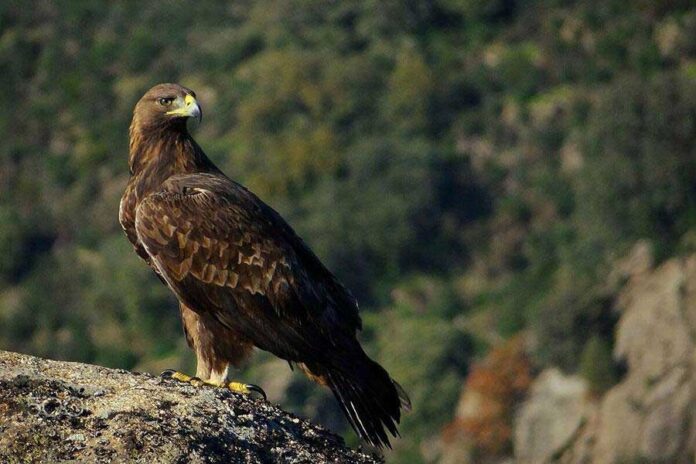 bürgüt-aquila-chrysaetos