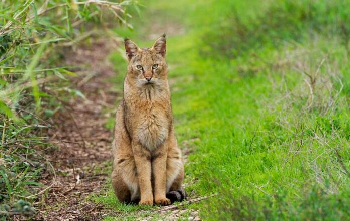 felis-Chaus-Jungle-Cat-gamysh-pishigi