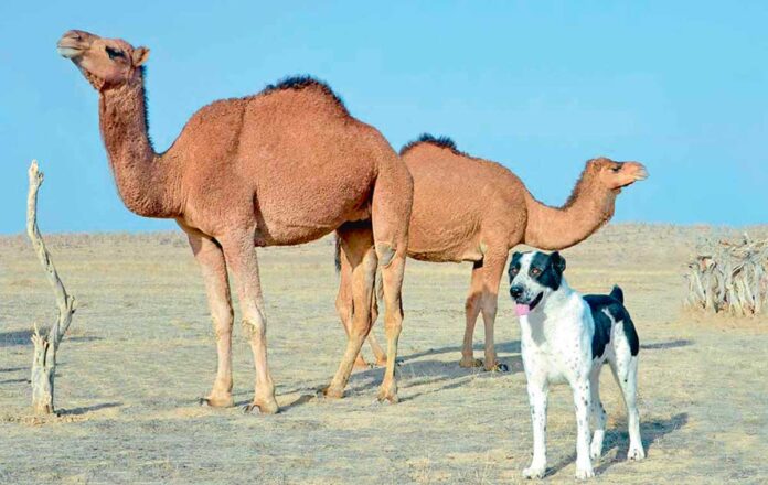 garagum-camel-alabay-turkmenistan