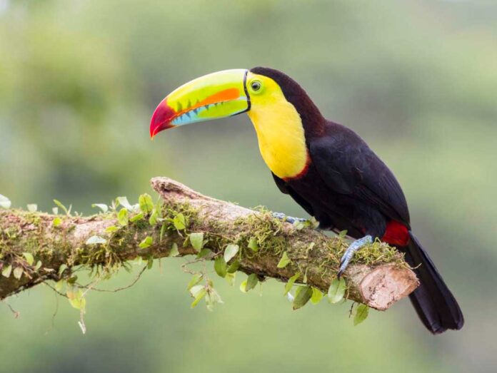 Ramphastos-sulfuratus-alemgoshar-tokany