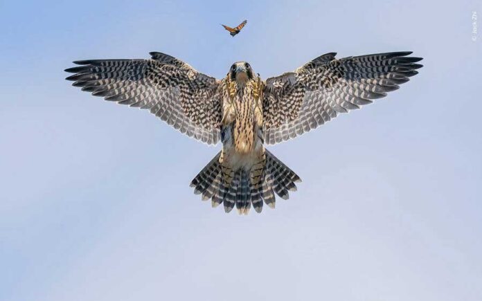 best-wild-life-photo
