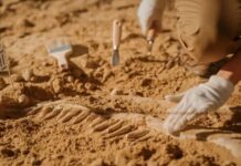 Hytaýda 120 million ýyl mundan öň ýaşan dinozawryň görnüşi tapyldy