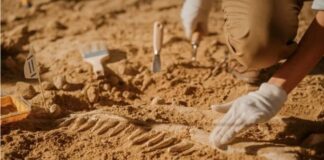 Hytaýda 120 million ýyl mundan öň ýaşan dinozawryň görnüşi tapyldy