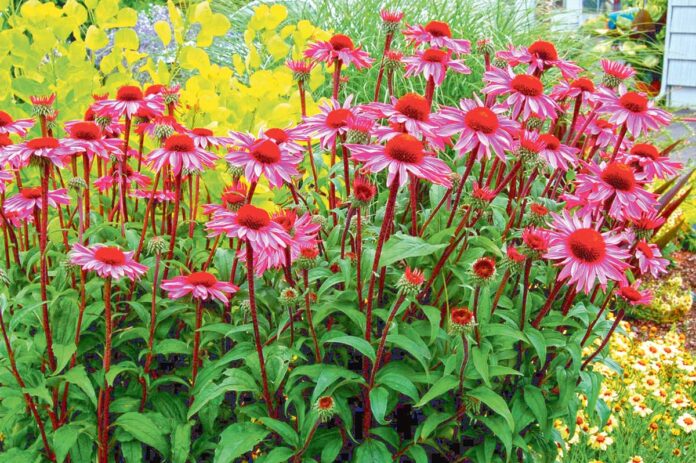 flover-Echinacea