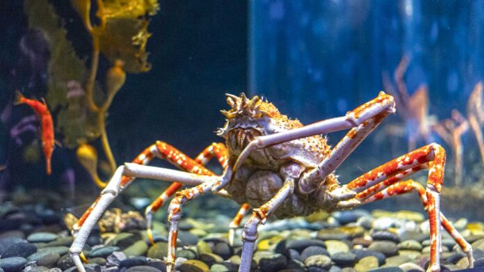 japan-spidercrab