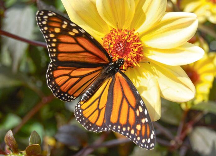 monarch-kebelek