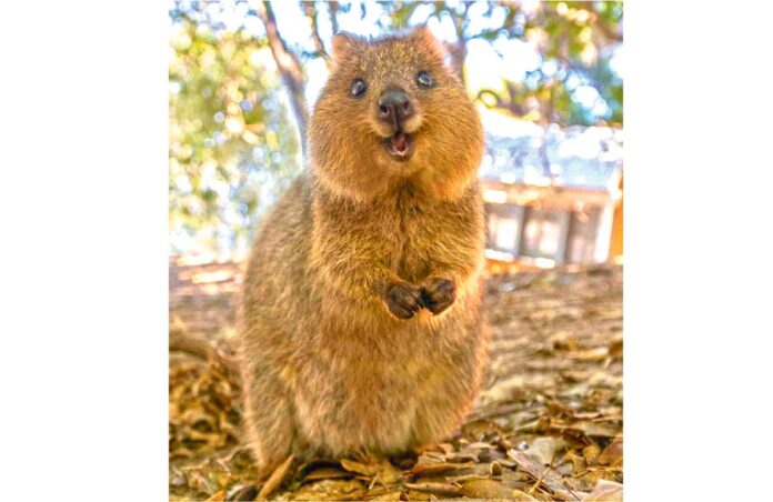 quokka-kwokka