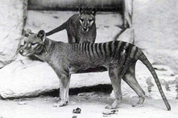 tasmanian-wolf-mojek-Thylacinus