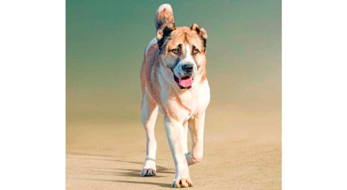 turkmen-alabay-iti-dog