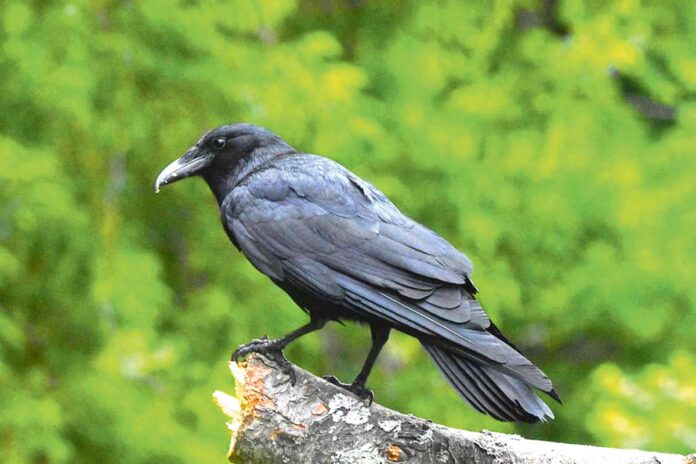 american-crow-garga