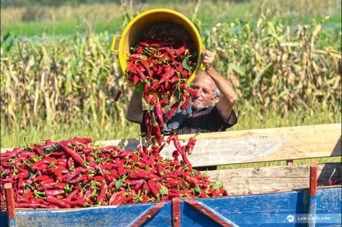 donya-serbia-pepper-village