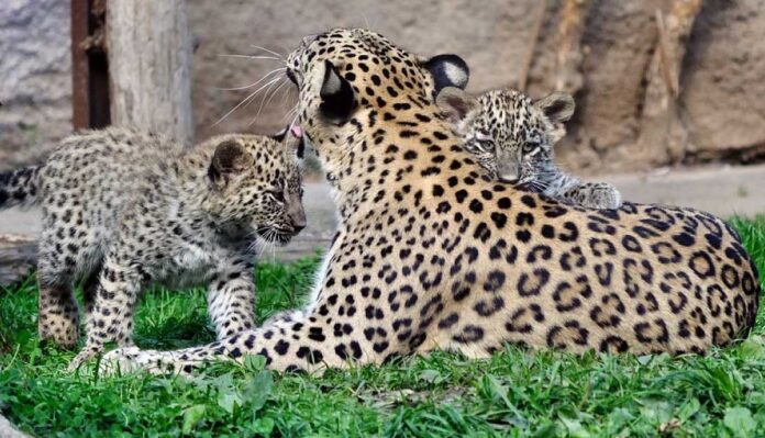 leopard-zopark