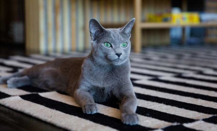 owadan-pishik-beatiful-cat