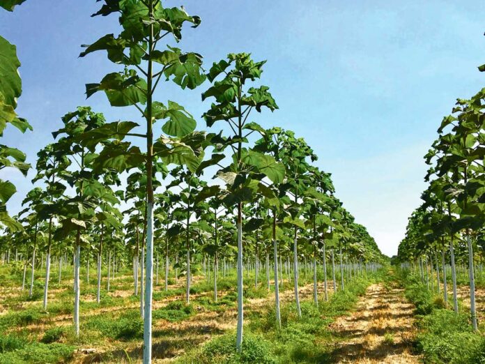 pavlonia-tree