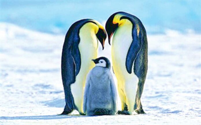 penguens-apps