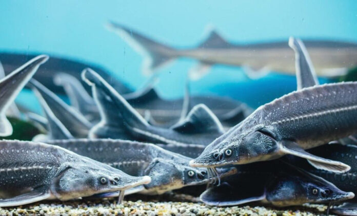 caspian-balyk-fish-рыба)