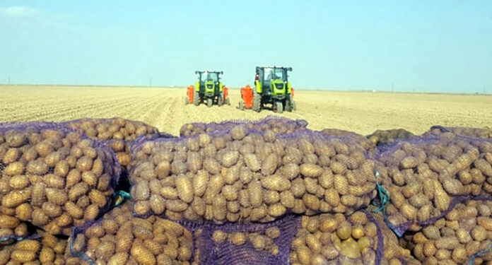 patato-field-in-dashoguz-region-дз-(1)