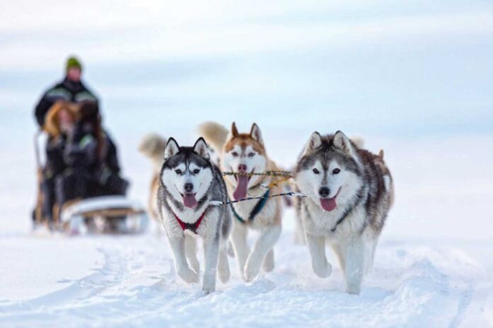 sanki-cekyan-it-itler-dogs