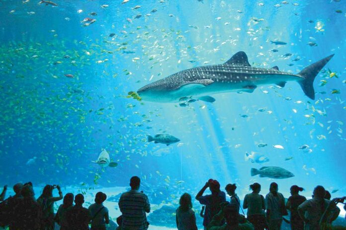 Male-whale-shark-at-Georgia-Aquarium