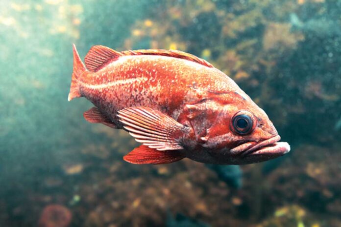 balyk-fish
