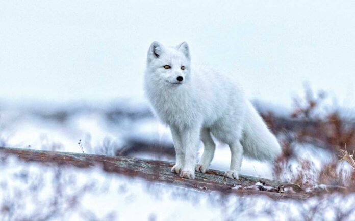 polar-fox-tilki
