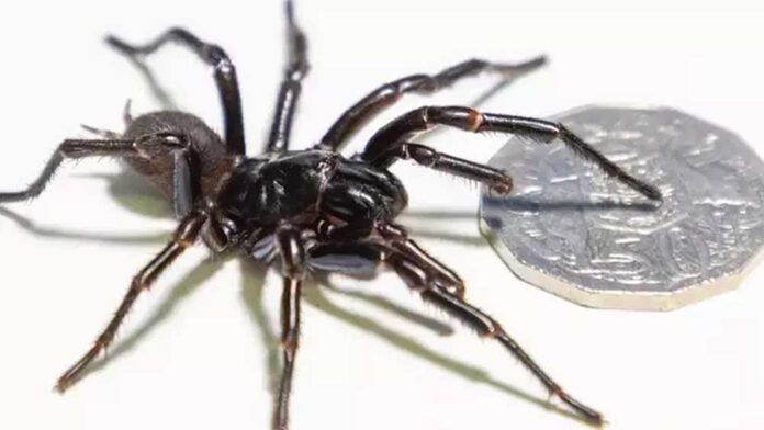 spider-sydney-moy-orumcek