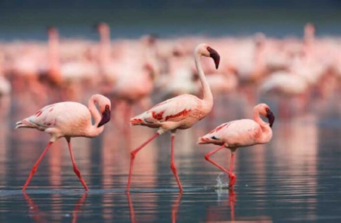 flamingo-gyzyl-durna