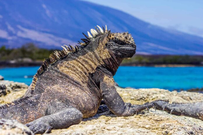 galapagos-animal-hajjyk-hazzyk