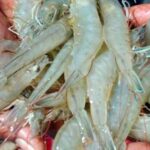 krevetka-рыба-(3)