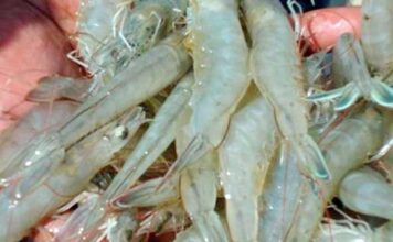Туркменские бизнесмены начнут разводить королевские креветки