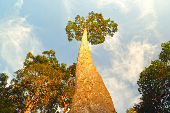 Tallest-Living-Trees-in-the-World-Menari