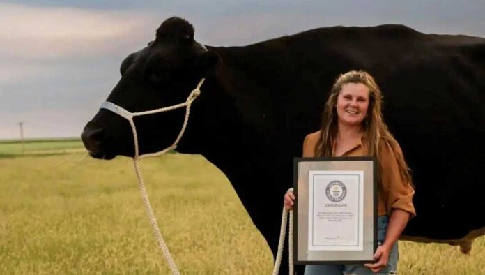 biggest-record-ox-okuz