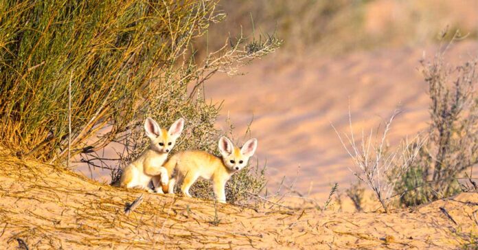 fennec-fox-cubs-little-fox