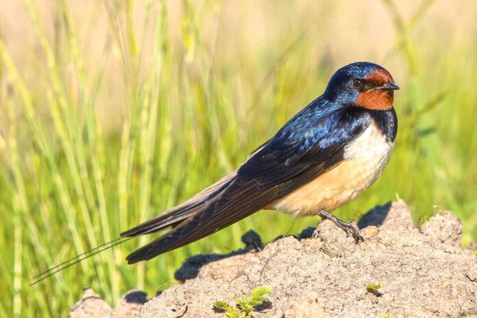 garlawach-Rauchschwalbe_Hirundo_rustica