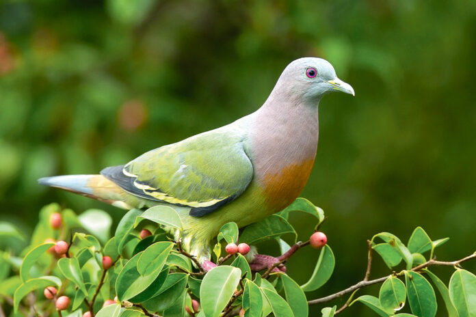 green-dove-yashyl-kepderi
