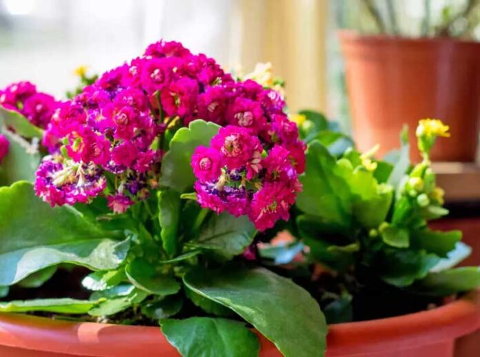 indoor-plant-otag-osumligi
