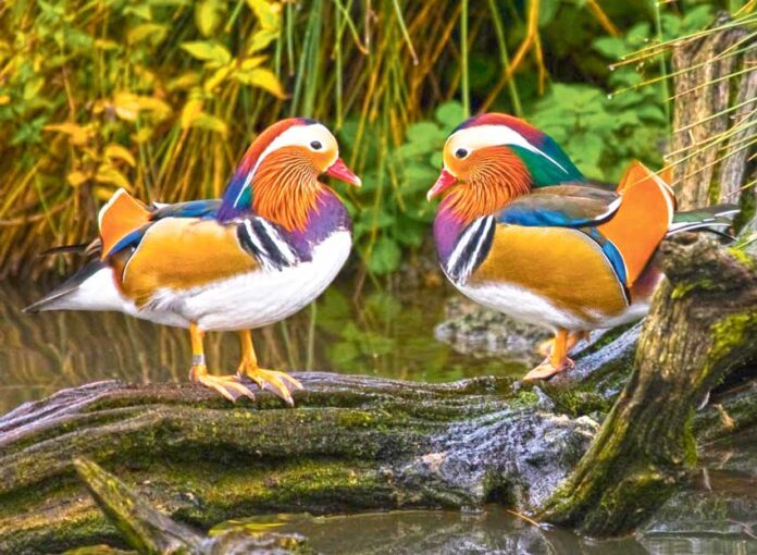 mandarin-ordegi-duck