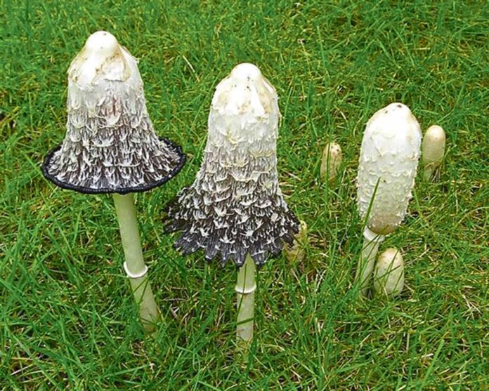 mushromm-komelek-mantar