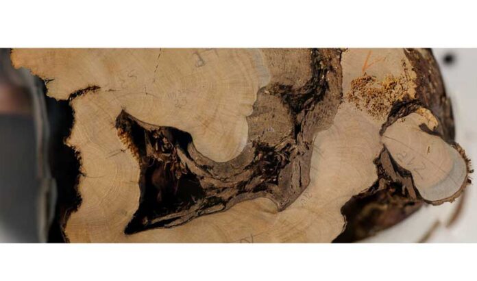 oldest-tree
