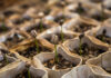 Кофе на подоконнике: ароматный урожай дома!