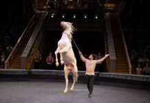 Ýurdumyzyň welaýatlarynda mart-aprel aýlarynda göçme sirk çykyşlary guralar