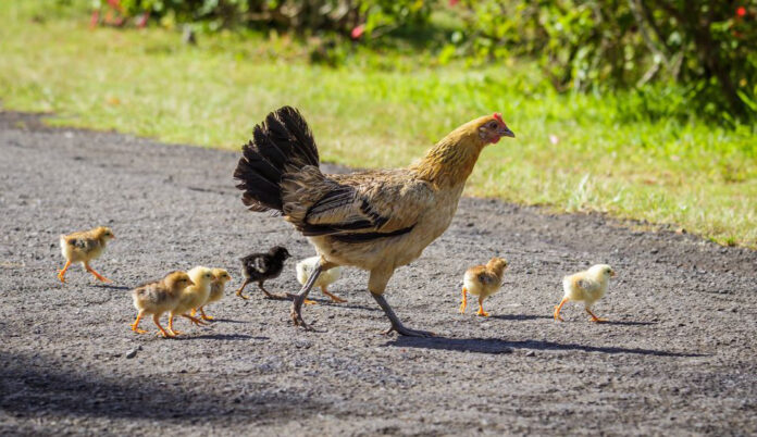 wild-chikens-yabany-towuk