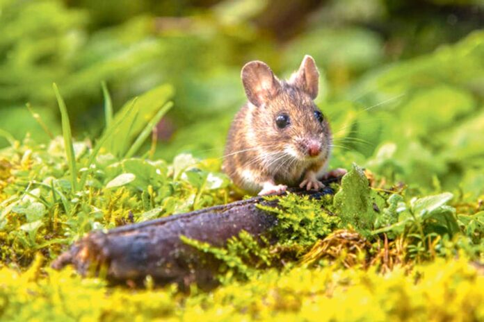 Mice-muose-sychan-fare