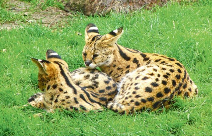 Servals-Thoiry-yabany-pishik