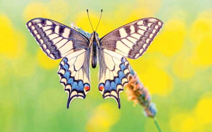 butterfly-kebelek-kelebek