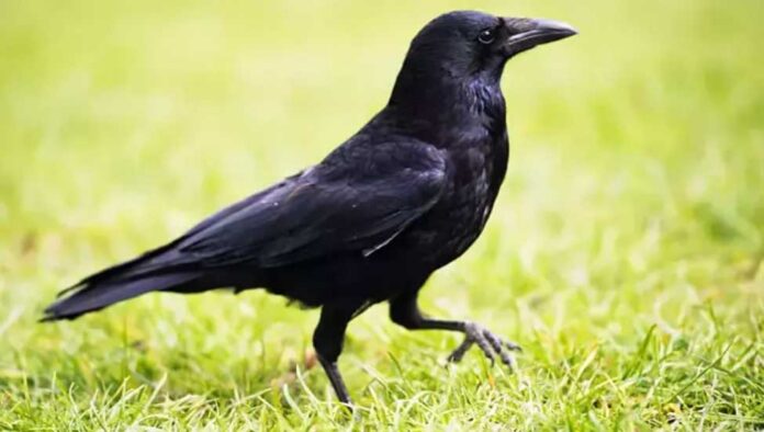 garga-karga-crow