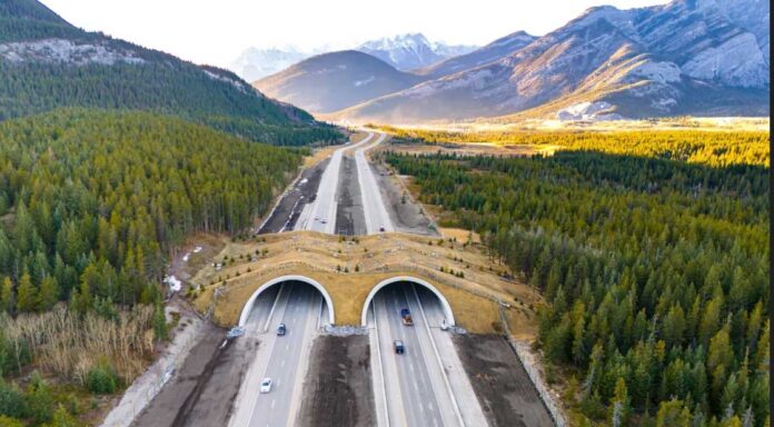 nature-road-life