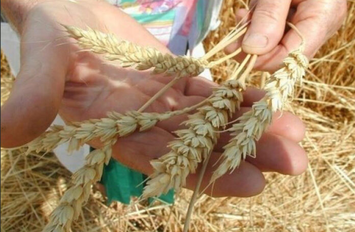 wheat-bugday-сорта-пшеницы