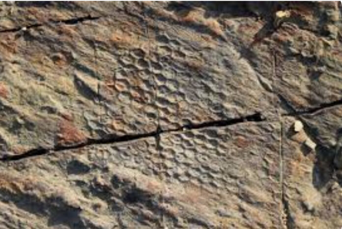 Paleodictyon