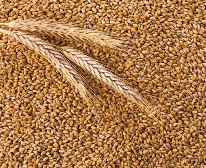galla-bugday-wheat